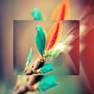 日本女优上非洲找黑鬼操逼
